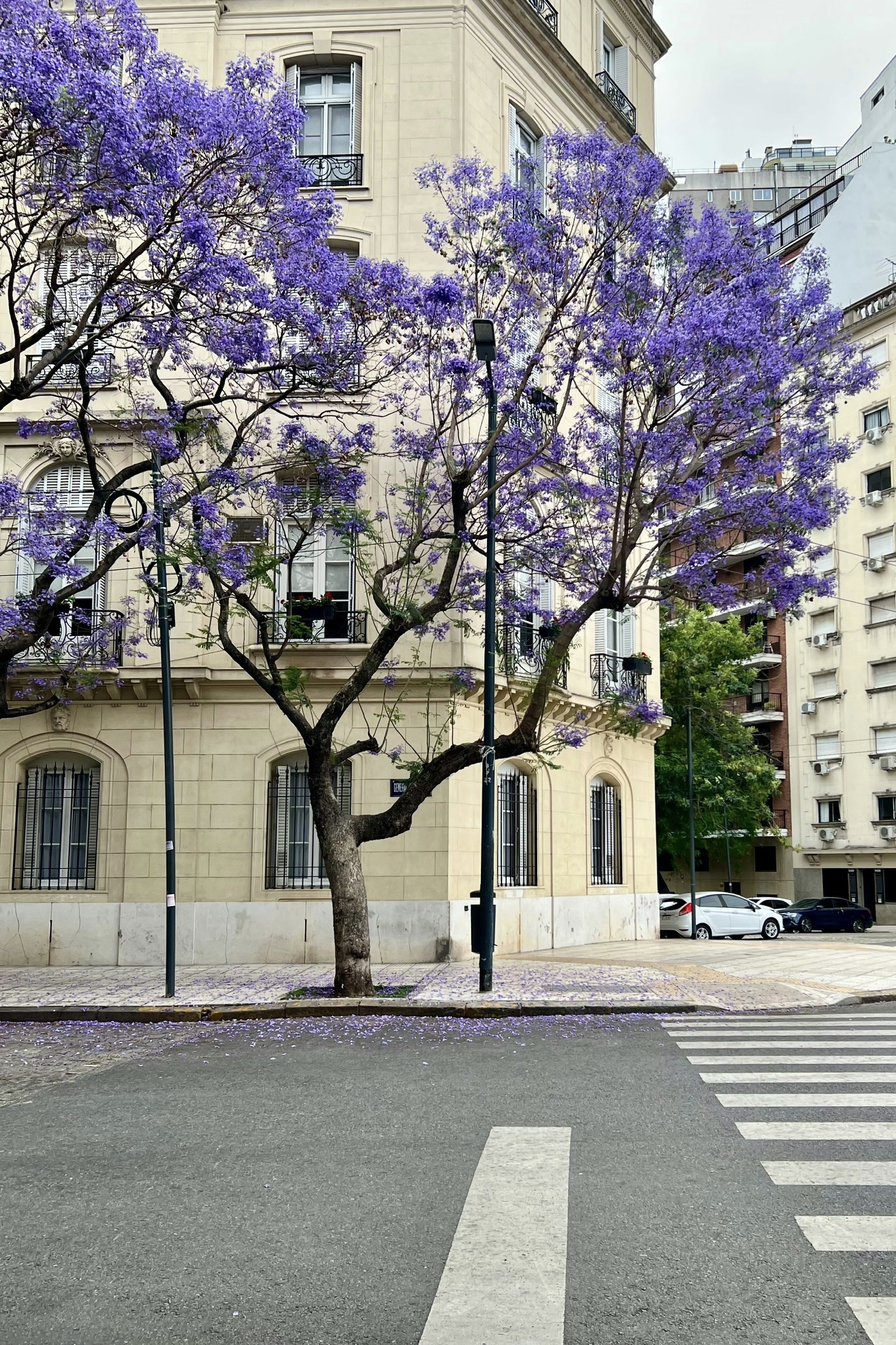 Buenos Aires — jacarandá
